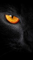 descargar wallpaper de animales